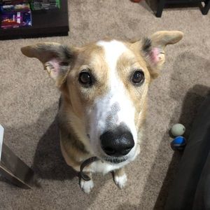 Meet your Posher, Chris